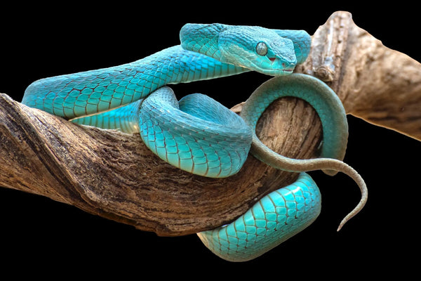 Temp Glass w/Foil -Turquoise Snake